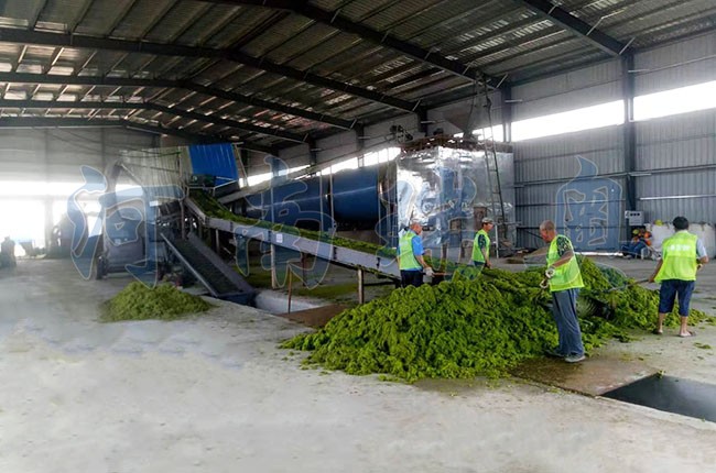 滸苔烘干機(jī)如何把滸苔苔蘚變廢為寶？
